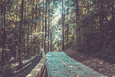 Road amidst trees in forest