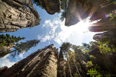 Low angle view of trees against sky