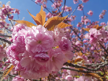 Close-up of pink cherry blossom