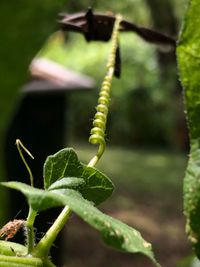 Close-up of fern