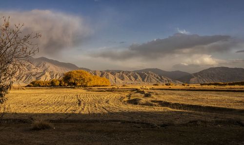 Scenic view of field against sky