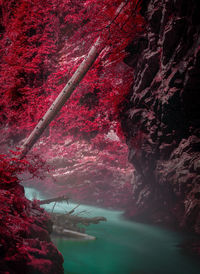 View of red flower petals on rock