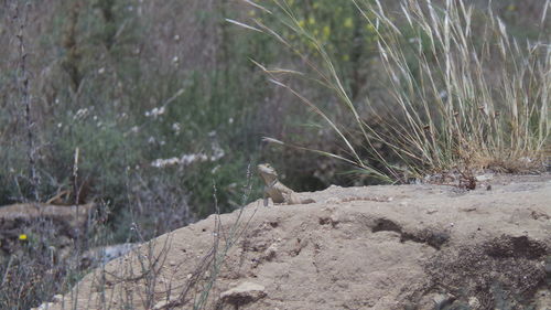 Close-up of bird perching on grass