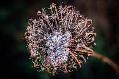 Close-up of wilted flower