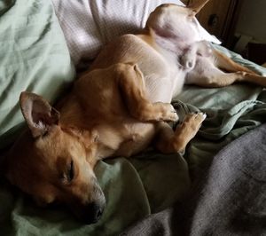 Close-up of dog sleeping on bed