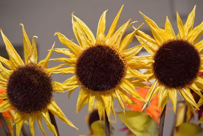 Close-up of sunflowers