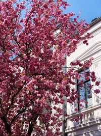 Low angle view of pink flowering tree