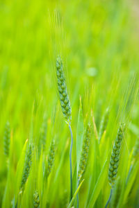 Close up of young green wheat on the field