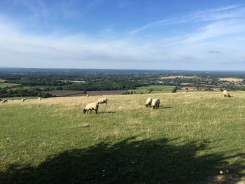 Sheep grazing in a field