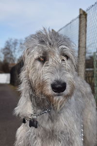 Close-up of dog against sky