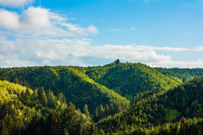 Scenic view of forest against sky