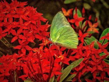 Full frame shot of red leaves