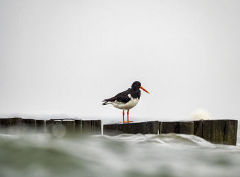 Bird perching on wooden post