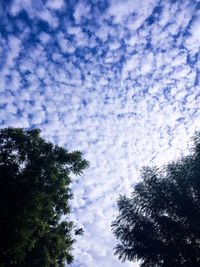 Low angle view of tree against cloudy sky