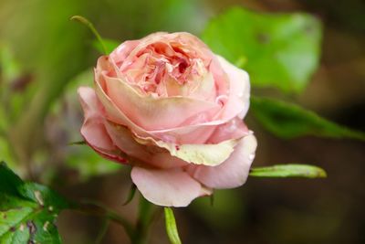 Close-up of pink rose