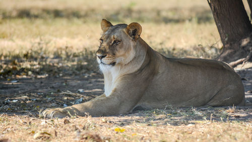 Close-up of lion lying on field
