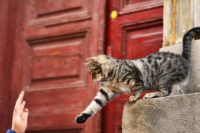 Playful cat outdoors