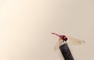 Close-up of dragonfly over white background