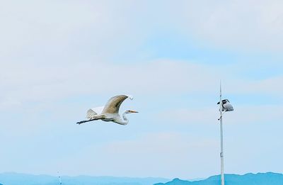 Low angle view of bird flying against sky