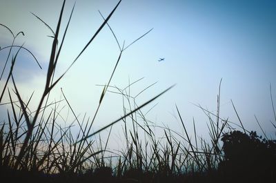 Low angle view of plants against sky