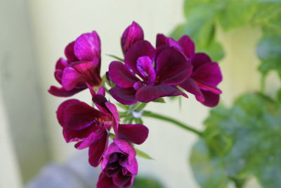 Close-up of purple flowers blooming outdoors
