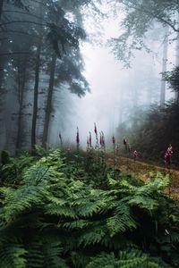 Plants and trees growing in forest during foggy weather
