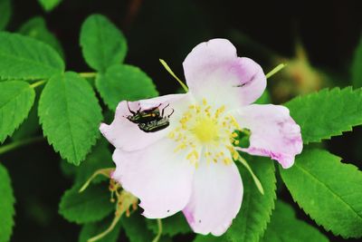 Close-up of insect on pink flower