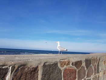 Seagull on a sea against blue sky