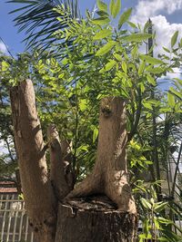 Plants growing on tree against sky