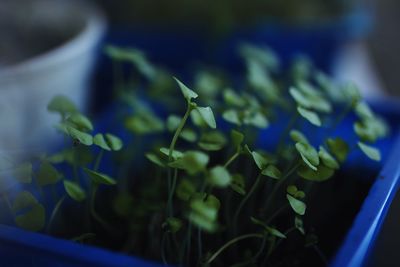 Close-up of potted plant
