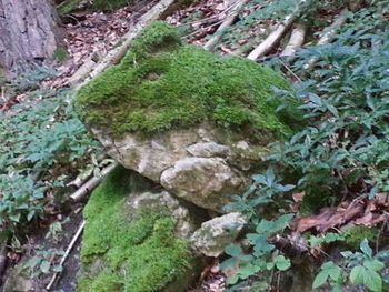 High angle view of moss growing on tree trunk