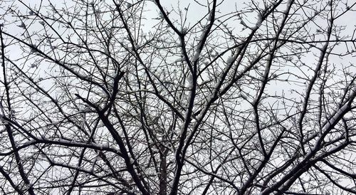 Low angle view of bare trees against sky