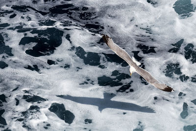 High angle view of seagull flying over sea