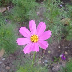 Close-up of pink cosmos flower blooming outdoors