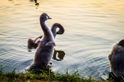 Swan swimming in lake