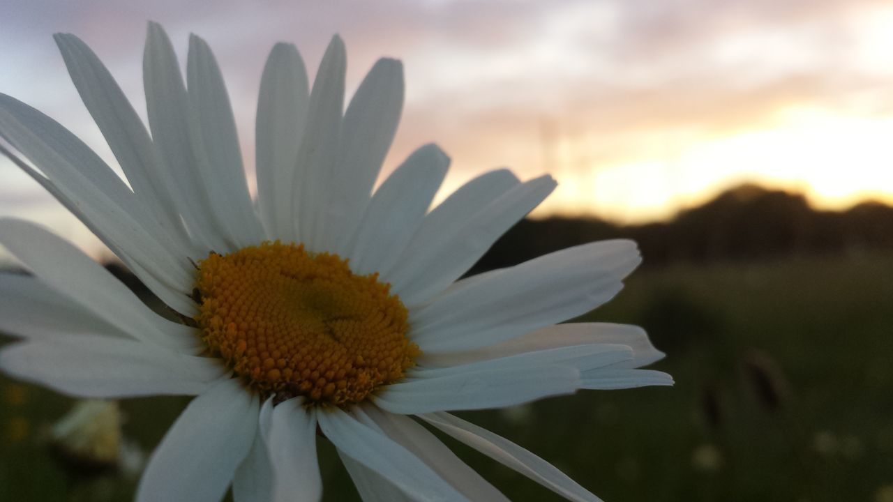 flower, petal, freshness, flower head, fragility, growth, beauty in nature, pollen, close-up, focus on foreground, blooming, nature, single flower, plant, daisy, in bloom, yellow, stamen, white color, outdoors