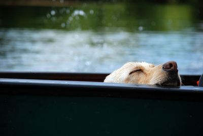 Close-up of sheep by water