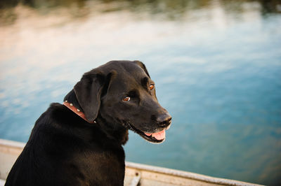 Close-up of dog sitting on boat by lake