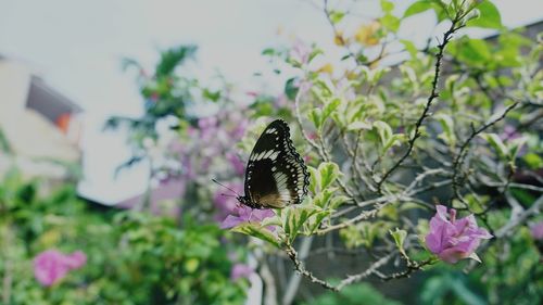 Close-up of butterfly pollinating on pink flower