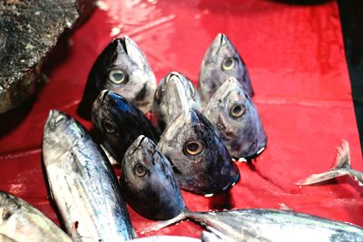 Close-up of fish for sale at market