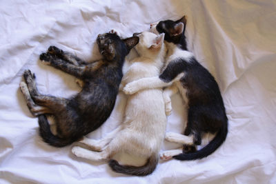 High angle view of cat sleeping on bed