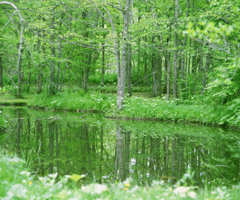 Reflection of trees in water