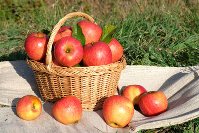 Wicker basket full of freshly picked organic sweet red apples on the hemp bag. 