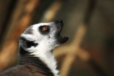 Close-up of dog looking away