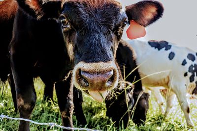 Close-up of cow standing on field