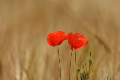 Close-up of red poppy flower on field