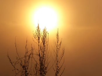 Close-up of silhouette plant against orange sky