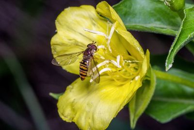 Close-up of wasp on yellow flower
