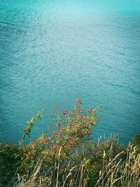 High angle view of flowering plants by sea