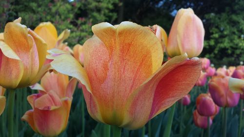 Tulips growing at park